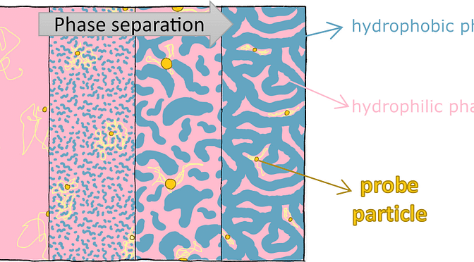 新论文：Dynamical heterogeneity in the gelation process of a polymer solution with a lower critical solution temperature
